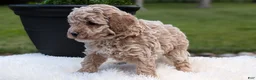 Miniature Poodle dogs for sale: Roscoe - Ad 7