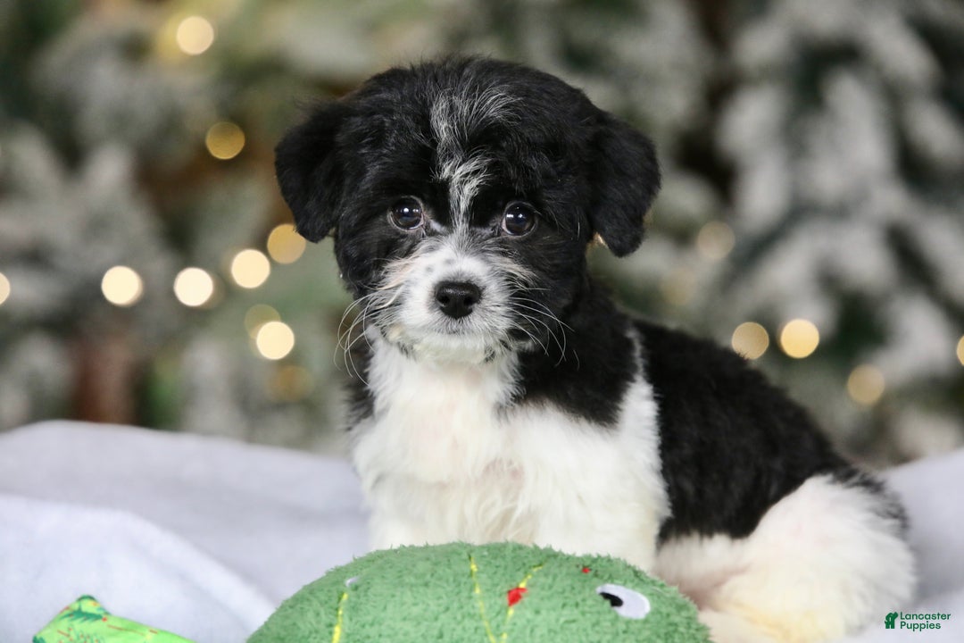 Teddy Bear dogs for sale: Noelle - Ad 27