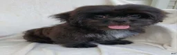 Teddy Bear dogs for sale: Bingo - Ad 3