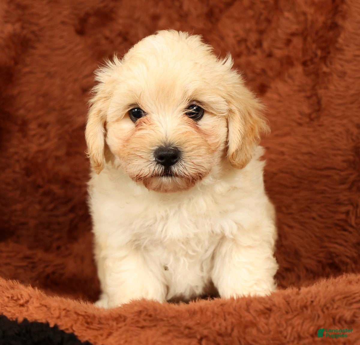 Maltipoo dogs Charlie - Ad 1