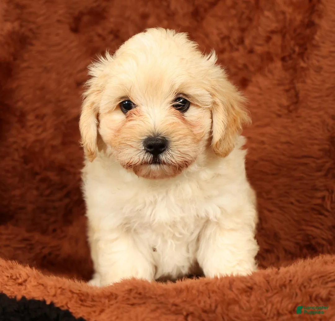 Maltipoo dogs for sale: Charlie - Ad 1