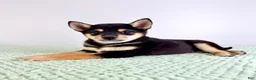 Shiba Inu dogs for sale: AKC Mushu - Ad 5