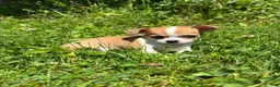 Chihuahua dogs for sale: Cookie - Ad 3