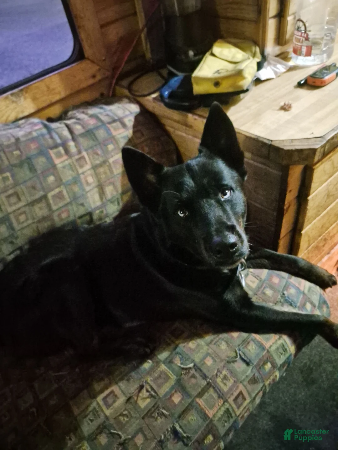 Mixed Breed dogs for stud: Blues kids. - Ad 5