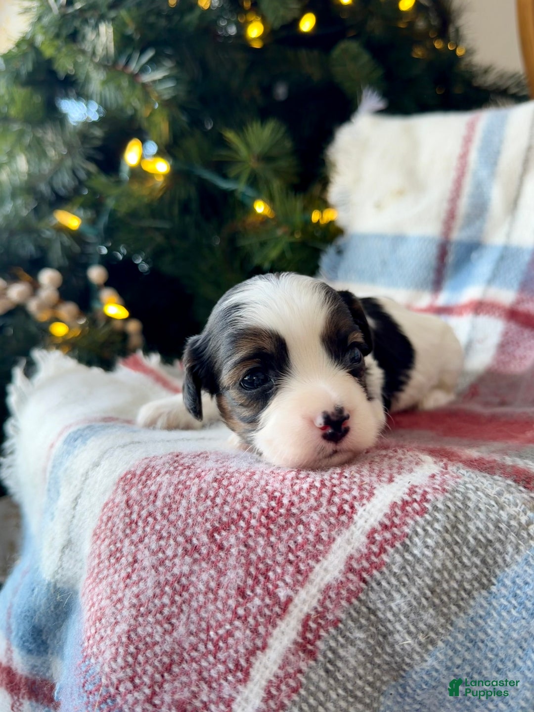 Cavapoo dogs for sale: Noel - Ad 3