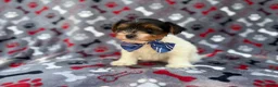 Yorkiepoo dogs for sale: Tuck - Ad 5
