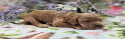 Cockapoo dogs for sale: Versace - Ad 2