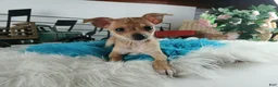 Chihuahua dogs for sale: Sparkles fawn boy, Nationwide delivery  - Ad 3