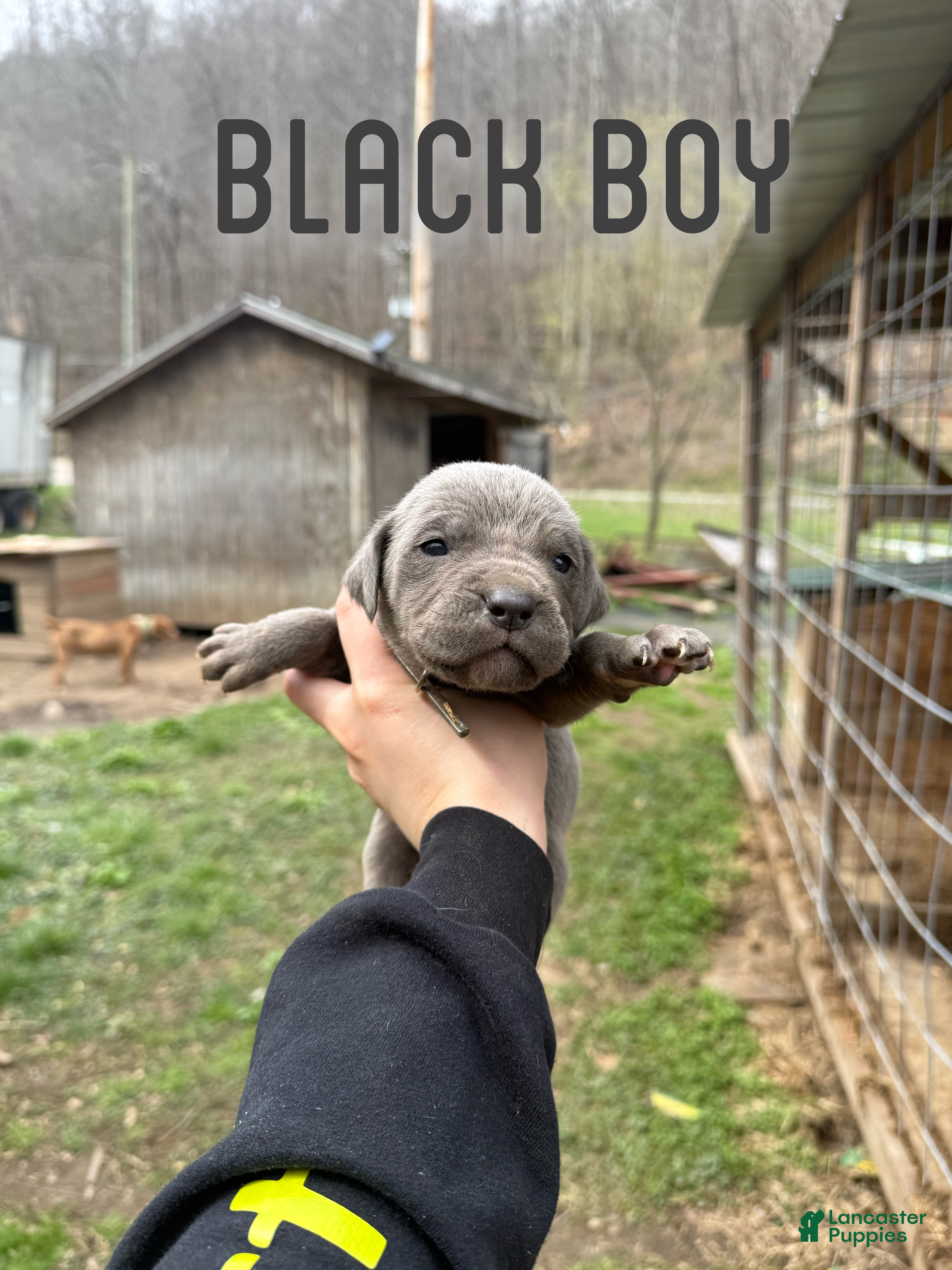 Cane Corso dogs Cane Corso Puppy 3 - Ad 25