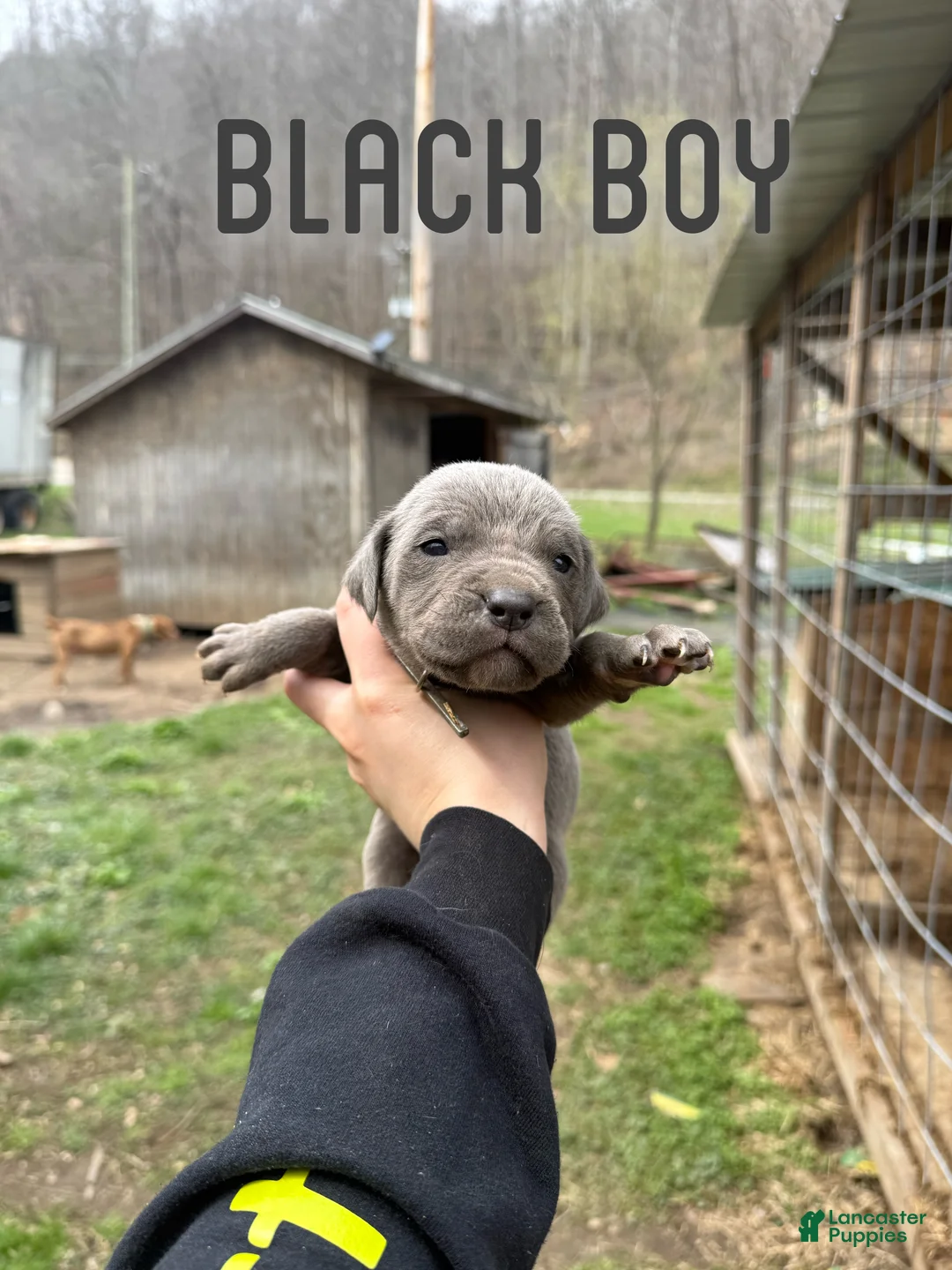 Cane Corso dogs for sale: Cane Corso Puppy 3 - Ad 1