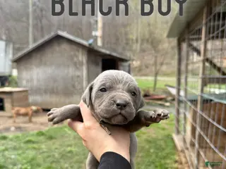Cane Corso dogs Cane Corso Puppy 3 - Ad 25