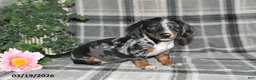 Miniature Dachshund dogs for sale: Chloe - Ad 3
