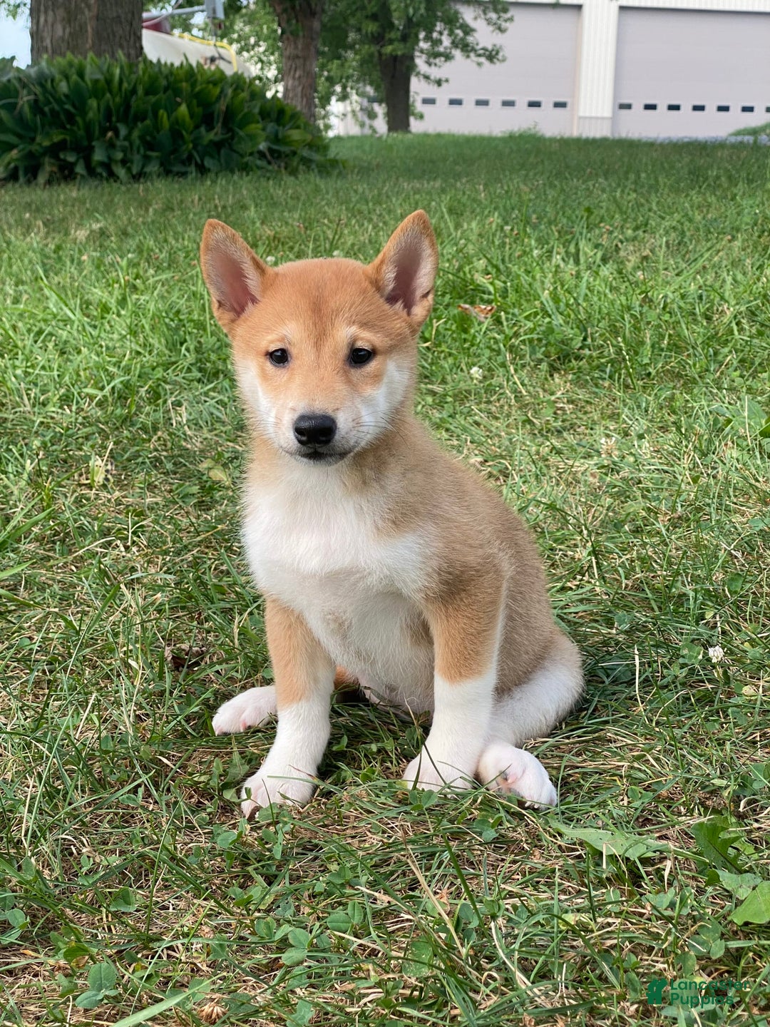 Shiba Inu dogs for sale: Iris - Ad 1