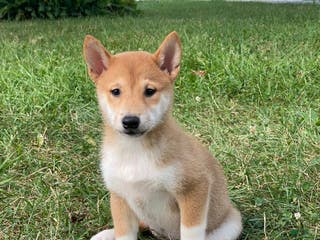 Shiba Inu dogs Iris - Ad 15