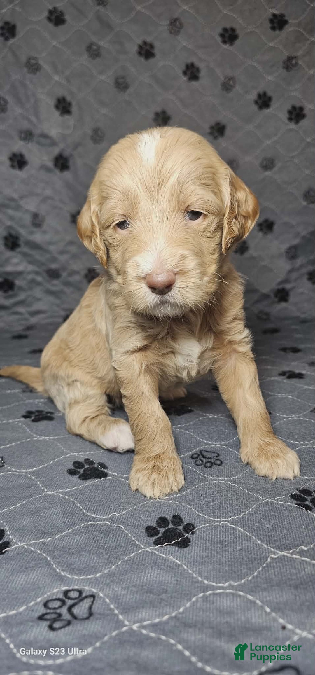 Goldendoodle dogs for sale: Latte - Ad 3