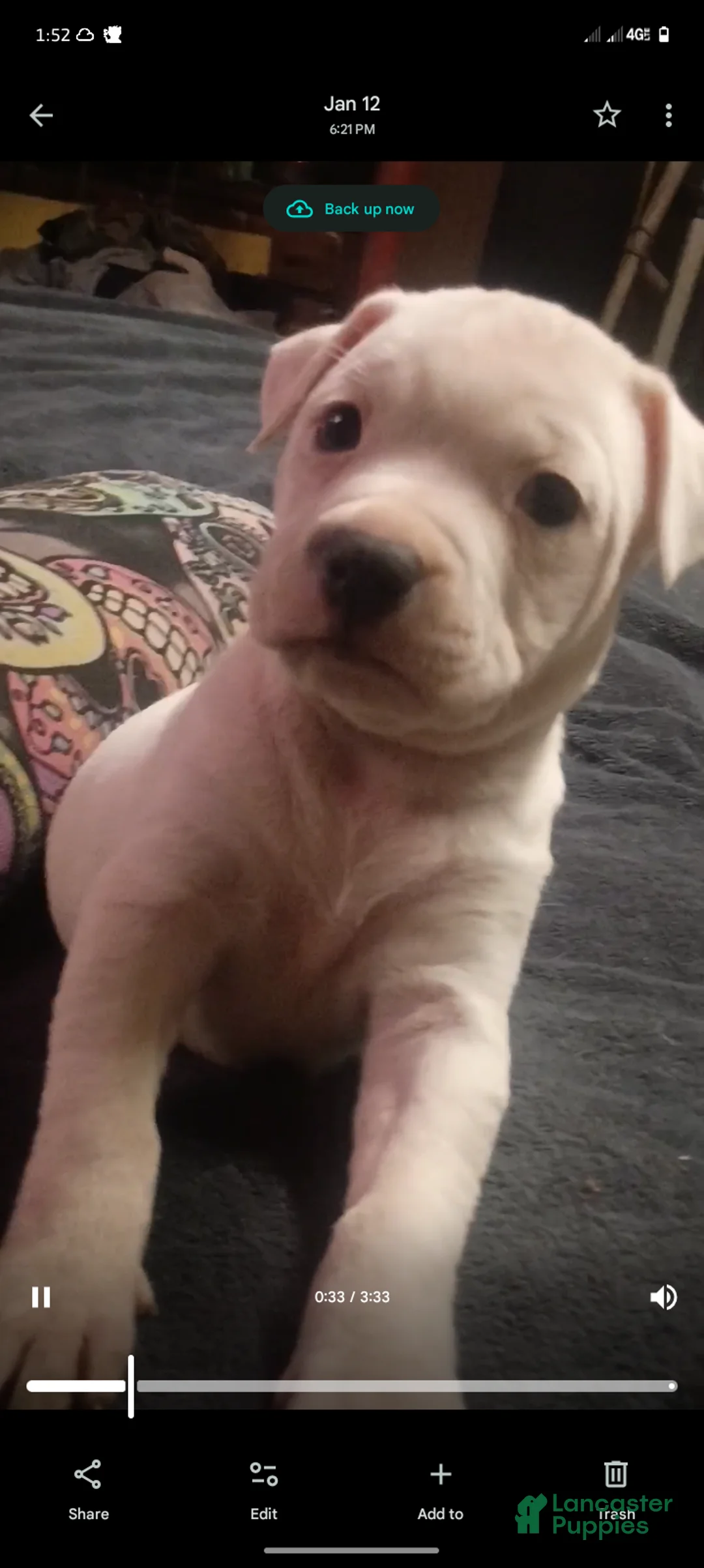 American Staffordshire Terrier dogs for sale: American Staffordshire Terrier Puppy 6 - Ad 21