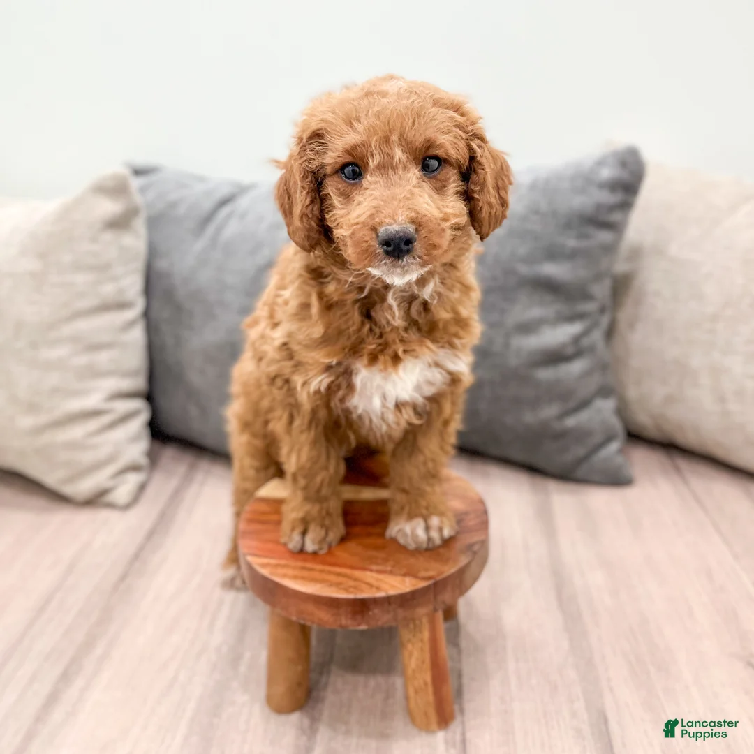Goldendoodle dogs for sale: Ashley - Ad 8