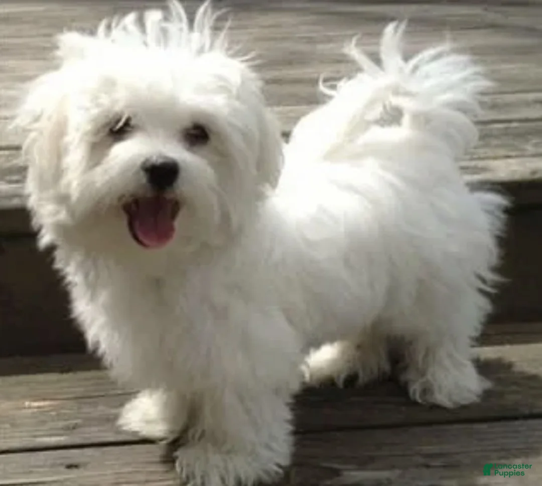 Maltipoo dogs for sale: Coco Rose  - Ad 10
