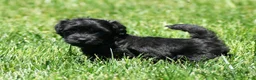 Havapoo dogs for sale: Tommy - Ad 8