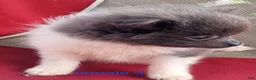Pomeranian dogs for sale: Liberty  - Ad 10