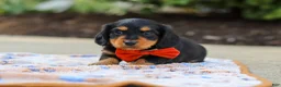 Miniature Dachshund dogs for sale: Clark - Ad 7