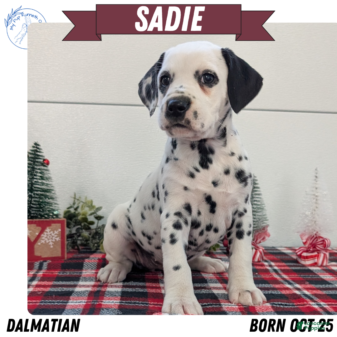 Dalmatian dogs Sadie - Ad 5