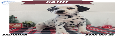 Sadie