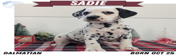 Dalmatian dogs for sale: Sadie - Ad 1