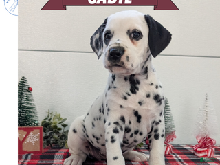 Dalmatian dogs Sadie - Ad 21