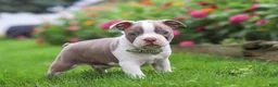 Boston Terrier dogs for sale: Sonny - Ad 1