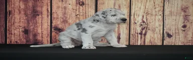 Great Dane Puppy 1