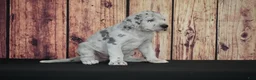 Great Dane dogs for sale: Great Dane Puppy 1 - Ad 1