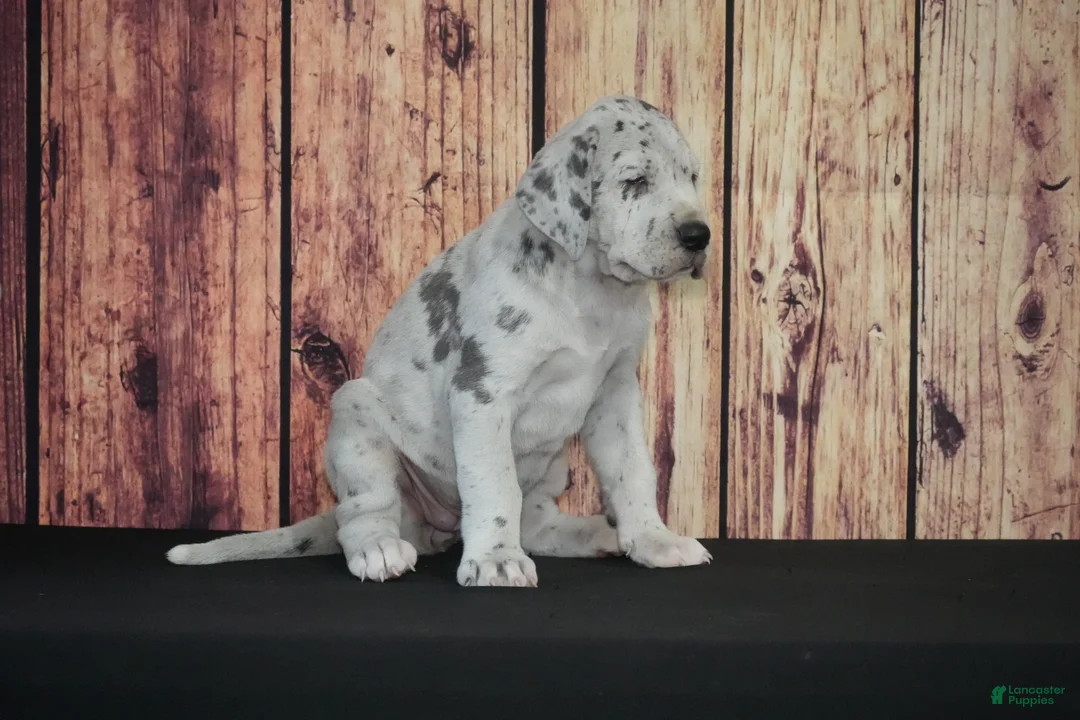 Great Dane dogs for sale: Great Dane Puppy 1 - Ad 1