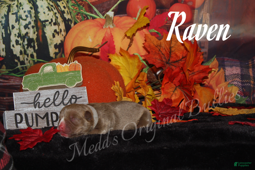 American Bully dogs for sale: Raven - Ad 4