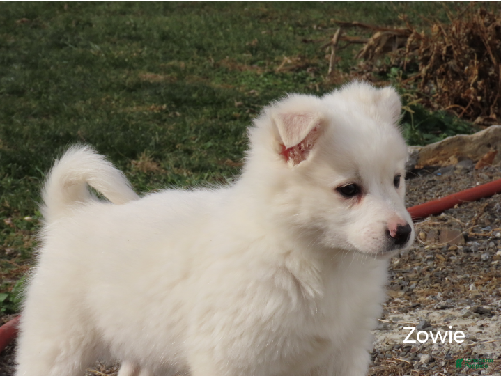 American Eskimo dogs Zowie  - Ad 14