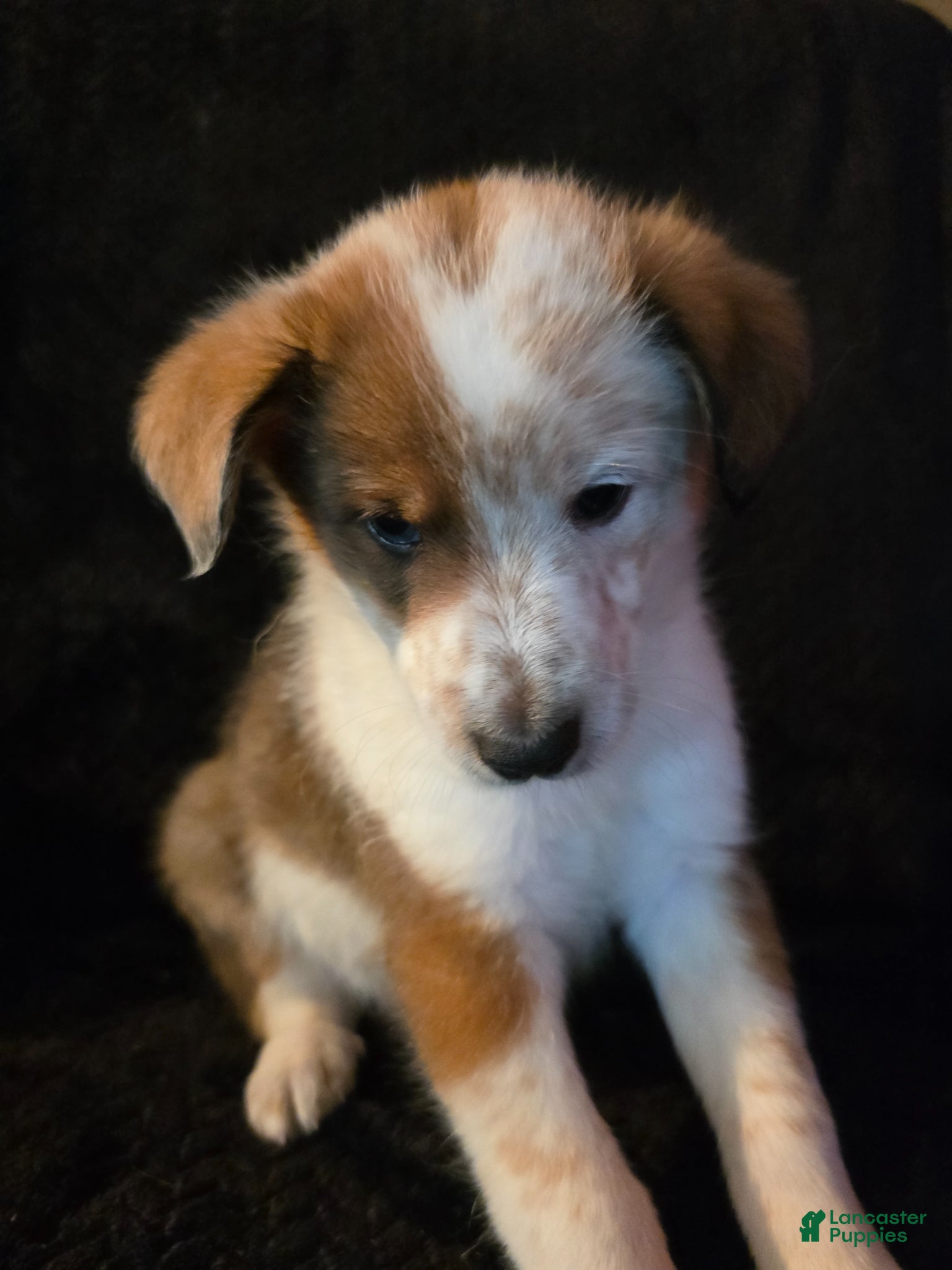 Mixed Breed dogs Radar - Ad 9