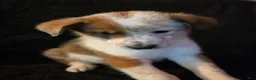 Mixed Breed dogs for sale: Radar - Ad 1