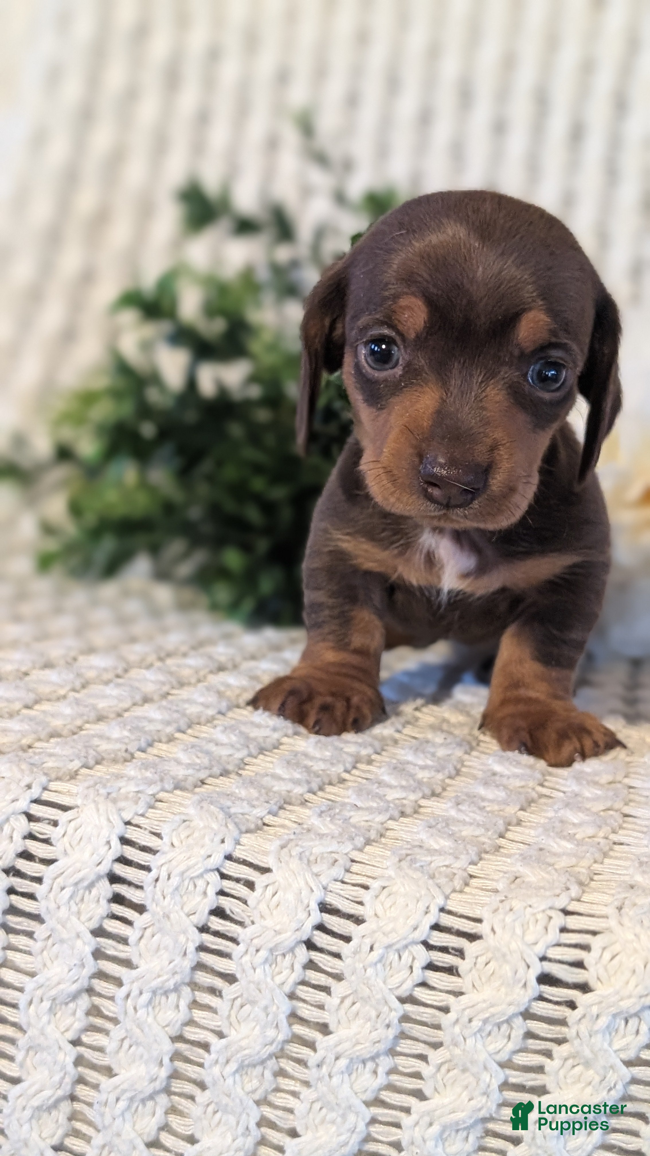 Miniature Dachshund dogs Zoey - Ad 2