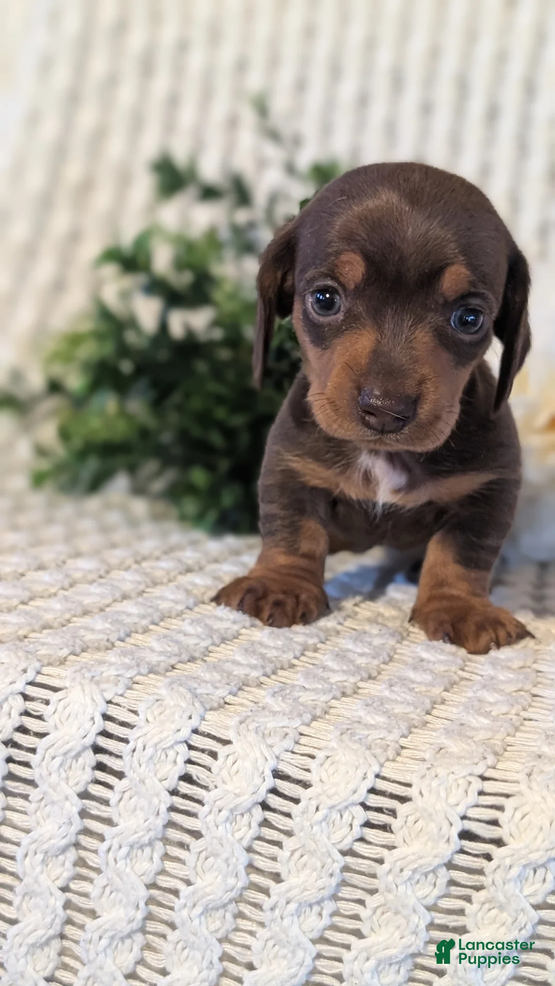 Miniature Dachshund dogs for sale: Zoey - Ad 2