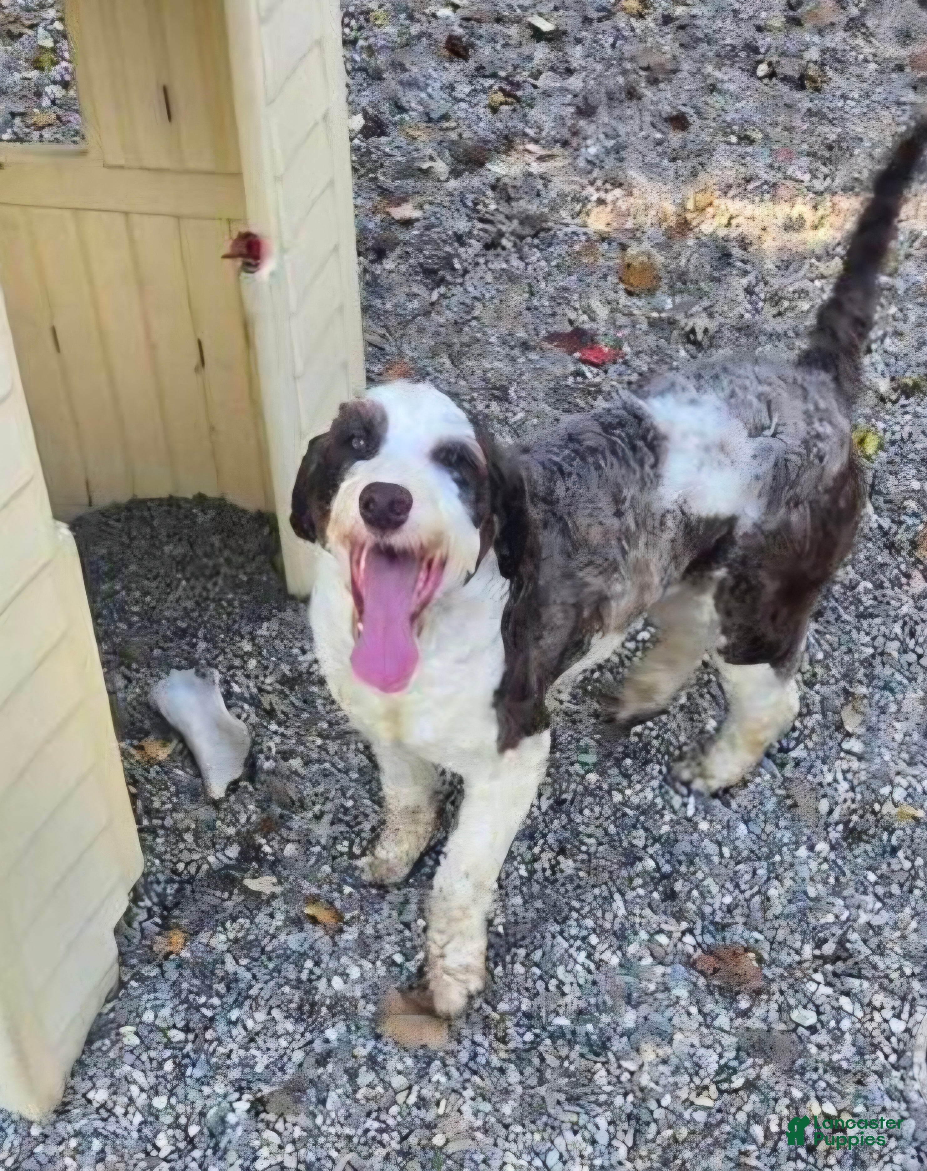 Portuguese Water Dog dogs Sherbert - Ad 1