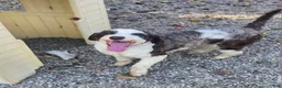 Portuguese Water Dog dogs for sale: Sherbert - Ad 1