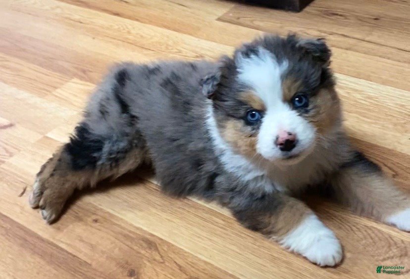 Australian Shepherd dogs Briggs - Ad 37
