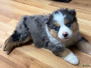 Australian Shepherd dogs Briggs - Ad 37
