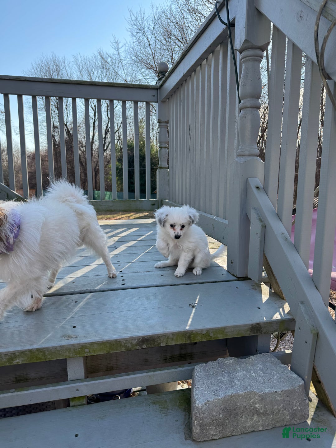 Mixed Breed dogs for sale: Gracie - Ad 6