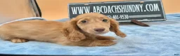 Miniature Dachshund dogs for sale: Ch Bred S.African/russian akc - Ad 3