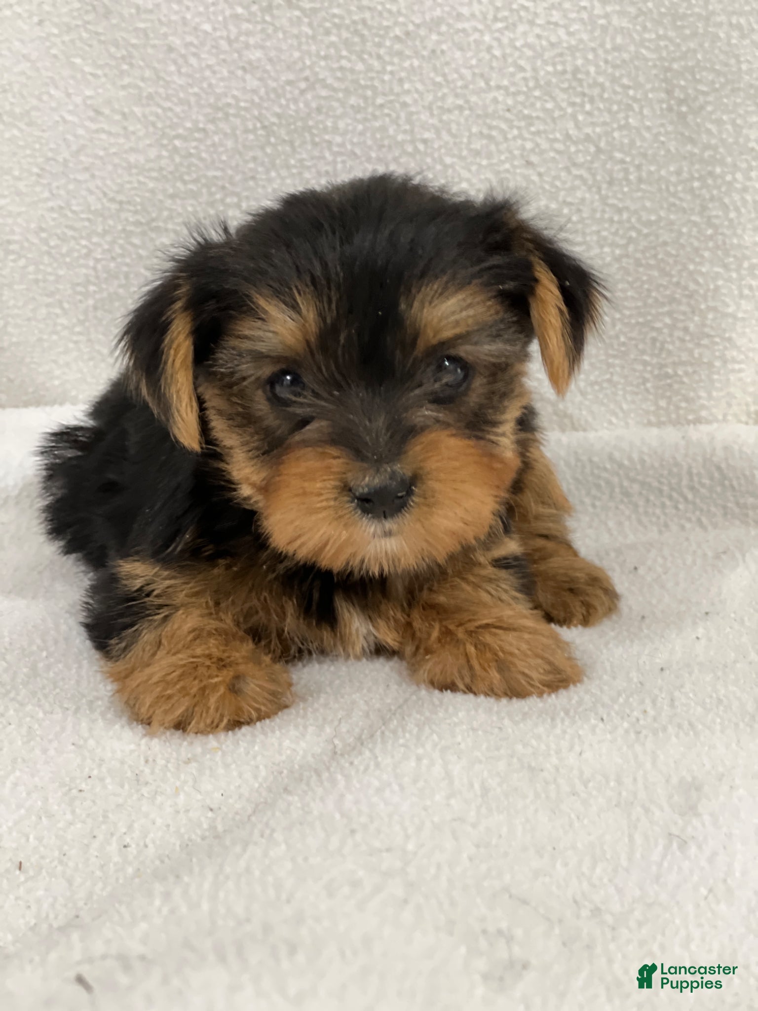 Yorkshire Terrier dogs Taco - Ad 2