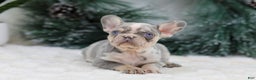 French Bulldog dogs for sale: Filo - Ad 3