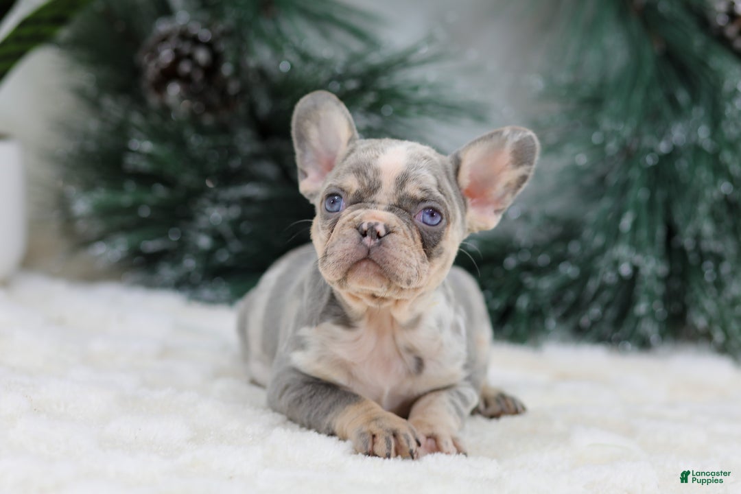 French Bulldog dogs for sale: Filo - Ad 3