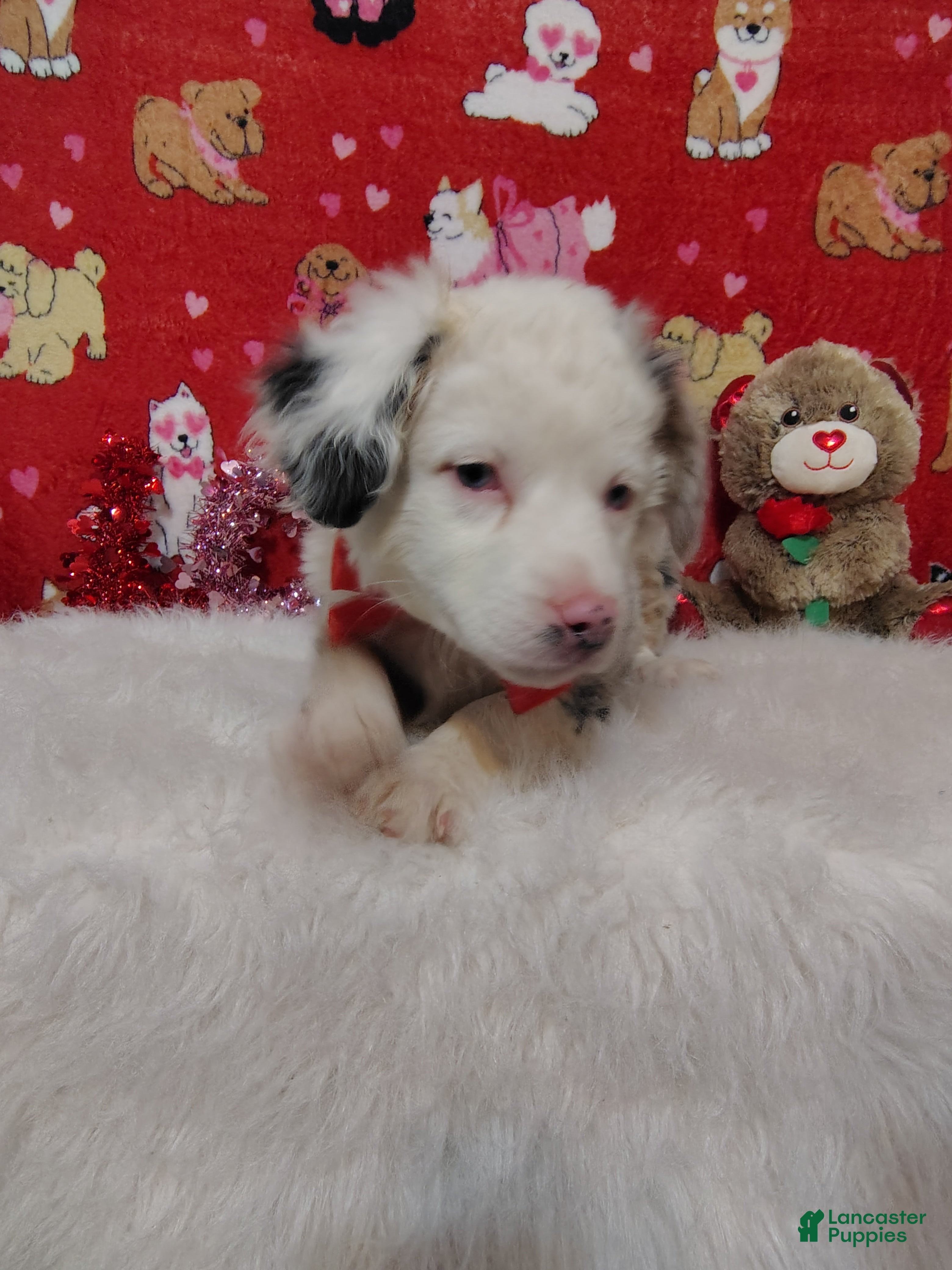 Mixed Breed dogs Jane - Ad 19