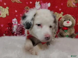 Mixed Breed dogs Jane - Ad 19